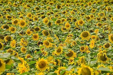 L5公开《闪电十一人 英雄们的胜利之路》玩法视频